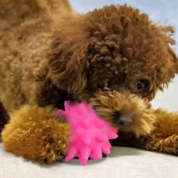 Spike Ball Cat & Dog Toy - Interactive Pet Chew Toy with Massaging Spikes for Dental Health - Durable, Safe Pet Toy for Cats & Dogs - Promotes Play - Thumbnail 5