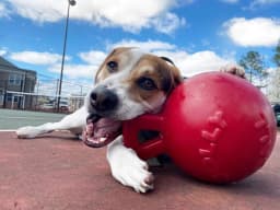 Jolly Pets Mini Tug n Toss Ball Dog Toy, 4", Red - Thumbnail 5