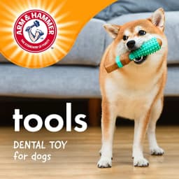 Arm & Hammer Tools 7.5" Wood Mix Paintbrush Durable Dental Dog Chew Toy - Thumbnail 2