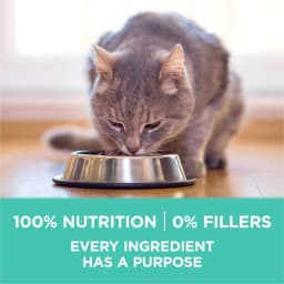Purina ONE Plus, Sensitive Skin & Stomach, Dry Cat Food, Turkey, 16 lb Bag - Thumbnail 8