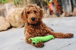 Multipet Plush Smiling Dog Toy with Squeaker, Large Size - Thumbnail 10