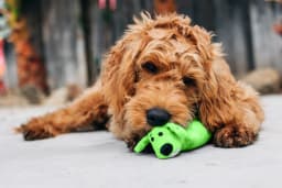 Multipet Plush Smiling Dog Toy with Squeaker, Large Size - Thumbnail 9