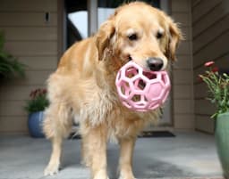 JW HOL-ee Roller™ Tug and Fetch Treat Dispenser Puzzle Ball Dog Toy, Natural Rubber, Large 5.5" for Dogs 60+ lb, Pink, Pack - Thumbnail 1