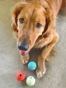 Chuckit! Fetch Medley Dog Ball Rubber Toy for Dogs, Medium 2.5", for Breeds 20 to 60 lb, Pack - Thumbnail 4