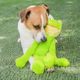 Multipet Swingin' Slevin Frog, Plush Dog Toy, Green, 5 Squeakers, 21 inches - Thumbnail 12