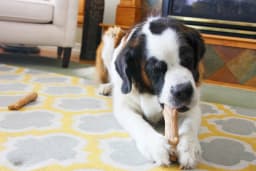 Pupstages Dogwood Dog Chew Toy, Small, Wood Blend, Natural Flavor - Thumbnail 3