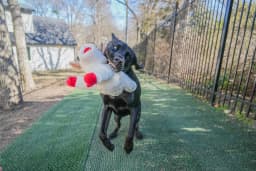 Multipet Jumbo Lamb Chop Plush Dog Toy with Squeaker, 18 inches - Thumbnail 11
