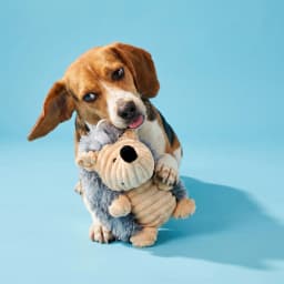 Vibrant Life Gray Hedgehog Plush Dog Toy with Squeaker, Chew Level 2 - Thumbnail 2