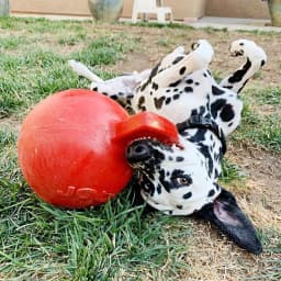 Jolly Pet Tug n Toss Dog Toy, 8", Orange - Thumbnail 2