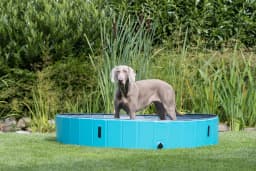 TRIXIE 63" Outdoor Splash Pool for Dogs, Foldable Playpen, Bathtub, Blue, XX-Large - Thumbnail 2