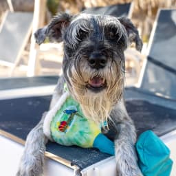 Multipet Margaritaville Margarita Glass, Plush Dog Toy, Squeaker and Crinkle Noise, Tie Dye Pattern with a Smiley Face Lime - Thumbnail 8
