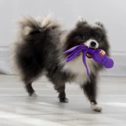 KONG® Wubba® Squeaker Dog Toy, Purple, Small - Thumbnail 2