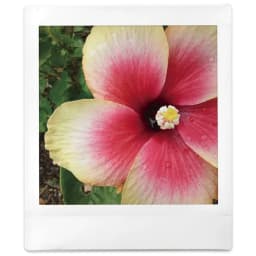 FUJIFILM - instax SQUARE Film 2pk (20 Sheets) - White Frame - Thumbnail 4