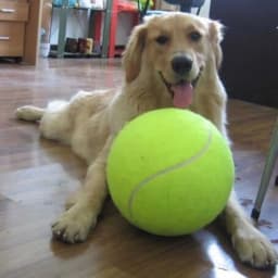 Pet Toy,9.5" bigdogball Rubber Kelly Big Giant Tennis Ball, Thicker Durable Mega Jumbo Dog Play Supplies Fun Thrower Chucker Training,Pet Instincts - Thumbnail 1