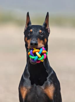 Multipet Nobbly Wobbly Rubber Ball Dog Toy, Multicolor, 4 inches - Thumbnail 6