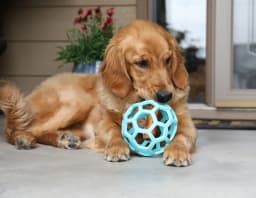 JW HOL-ee Roller™ Tug and Fetch Treat Dispenser Puzzle Ball Dog Toy, Natural Rubber, Large 5.5" for Dogs 60+ lb, Blue, Pack - Thumbnail 1