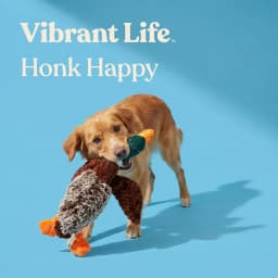 Vibrant Life Multicolor Duck Plush Dog Toy with Honking Squeaker, Chew Level 1 - Thumbnail 4