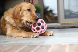JW HOL-ee Roller™ Tug and Fetch Treat Dispenser Puzzle Ball Dog Toy, Natural Rubber, Large 5.5" for Dogs 60+ lb, Pink, Pack - Thumbnail 2