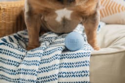 Harry Barker 2.5 Inch Durable All-Natural Rubber Dog Ball 6 Pack Set, Blue, Medium - Thumbnail 7