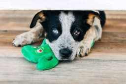 Multipet Officially Licensed Jumbo Plush Gumby Dog Toy, Oversized 24 inches - Thumbnail 3