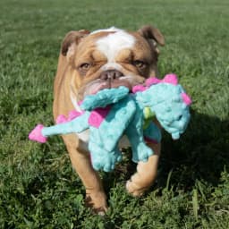 goDog Dragons Extra Soft Plush Toy for Dogs with Chew Guard Technology for Stronger & Longer Play, Soft & Durable with Built-In Squeaker, Seafoam - Thumbnail 9