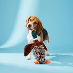 Vibrant Life Multicolor Duck Plush Dog Toy with Honking Squeaker, Chew Level 1 - Thumbnail 2