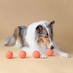Harry Barker Durable All-Natural Rubber Balls for Dogs, 2.5" Rubber Balls, Orange, 6 Pack Set - Thumbnail 4