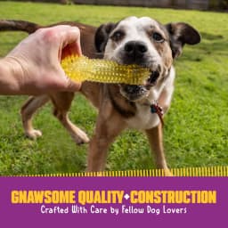Gnawsome Dog Toys - 6.5" Spiky Squeaker Bone - Medium - Dental & Gum Wellness - Stimulating Fun - Hidden Squeaker - Durable for Heavy Chewers - 100% - Thumbnail 7