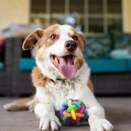 Multipet Nobbly Wobbly Rubber Ball Dog Toy, Multicolor, 4 inches - Thumbnail 4