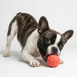 Play by Playology | Squeaky Texture Ball Small Beef 3 Pack | Beef Scented Rubber Dog Toy - Thumbnail 3