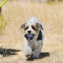 Chuckit! Sonic Ultra Squeaker Ball & Super Crunch Ball Fetch Dog Toy, Medium 2.5" for Dogs 20 to 60 lb, Blue, Pack - Thumbnail 3