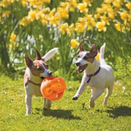 KONG® Jumbler Ball Squeaker Dog Toy, Medium/Large - Thumbnail 4
