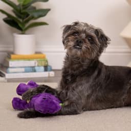 goDog Dinos Bruto Plush Toy for Dogs with Chew Guard Technology for Stronger & Longer Play, Soft & Durable with Built-In Squeaker, Purple, Medium - Thumbnail 9