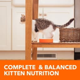 Iams Proactive Health Chicken Dry Cat Food For Kittens, 7 Lb Bag - Thumbnail 7