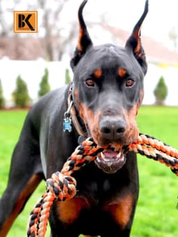 Dog Toys for Aggressive Chewers - Set of 2 XL Dog Rope Toys - Thumbnail 7