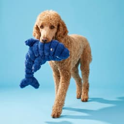 Vibrant Life Blue Shark Plush Dog Toy with Squeaker, Chew Level 3 - Thumbnail 2