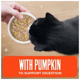 Tiki Cat Friends Wet Cat Food, Chicken & Pumpkin, 2.5 oz. Pouch - Thumbnail 4