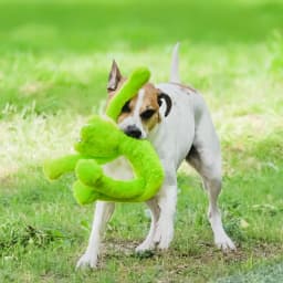 Multipet Swingin' Slevin Frog, Plush Dog Toy, Green, 5 Squeakers, 21 inches - Thumbnail 11