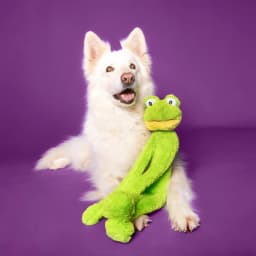 Multipet Swingin' Slevin Frog, Plush Dog Toy, Green, 5 Squeakers, 21 inches - Thumbnail 13