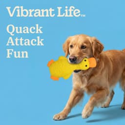 Vibrant Life Yellow Duck Latex Dog Toy with Squeaker, Chew Level 2 - Thumbnail 4