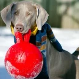 Jolly Pets Mini Tug n Toss Ball Dog Toy, 4", Red - Thumbnail 6
