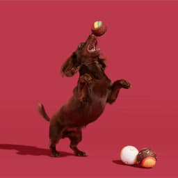BARK Ballscoti Cookies Multi-Color Italian Cookies Squeaky Tennis Ball Dog Toy - Thumbnail 7