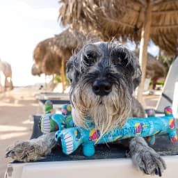 Multipet Margaritaville Summer Loofa Dog, Plush Dog Toy, 2 pack with Tropical Patterns - Thumbnail 11