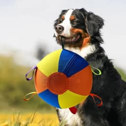 Giant Tennis Herding Ball for Dogs, Tough Indestructible Chew Toy for Large Medium Aggressive Chewers, Interactive Play Exercise & Boredom Relief Toy - Thumbnail 9
