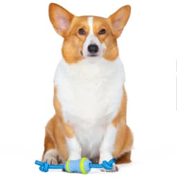 Arm & Hammer Scrubbies Throw N' Tug Adult Dental Dog Chew Toy Small - Thumbnail 7