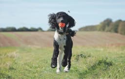 4 Pack Chuckit Breathe Right Fetch Ball Dog Toy [Dog Fetch Toys] X-Large - 4 count - Thumbnail 7