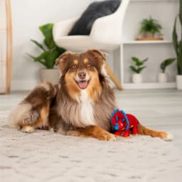 goDog Double Chew Guard Technology Dino Frills Squeaky Plush Dog Toy, Red, Small - Thumbnail 7