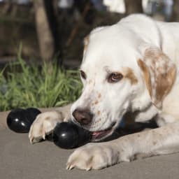 KONG® Extreme Rubber Goodie Bone for Power Chewers, Large for Dogs Between 30-60 lbs - Thumbnail 2