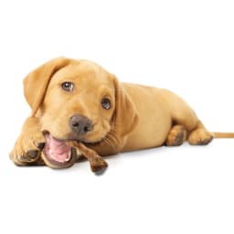 Nylabone Healthy Edibles Wild Dog Treats for Puppies, Puppy Training Treats, Turkey Flavor Dog Bones, Small - Up to 30 lbs. (4 Count) - Thumbnail 9