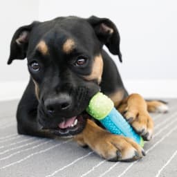 KONG® CoreStrength Bone, Medium/Large, for Dogs Between 30-65 lbs - Thumbnail 2